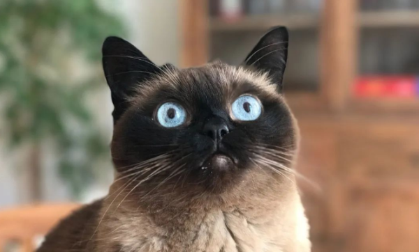 The old man said that cats cannot stare at their eyes. It turns out that it is not superstition, but scientific basis!