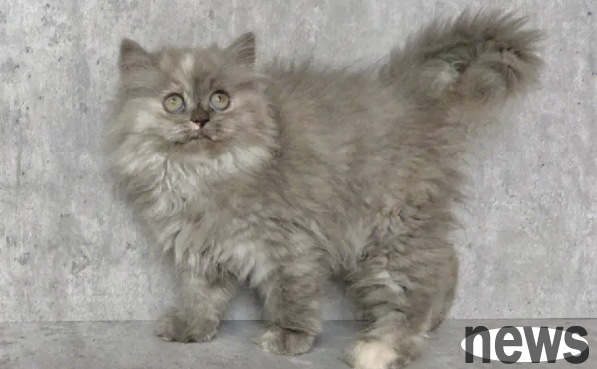 Why don’t there be many people in highland cats? It s obviously so beautiful!