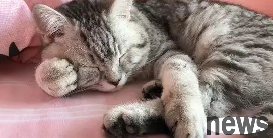 Why do cats lie on their claws? What is the reason?