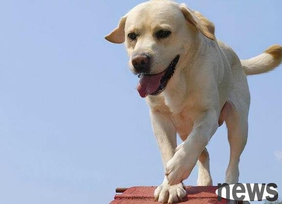 If you keep a dog, you know how to remove the smell of dogs