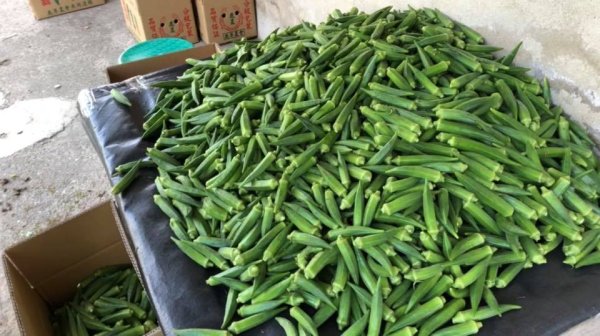 Okra + green tea certificate can really reduce weight! Nutritionists reveal that this is the key