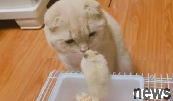 To test whether the cat has forgotten its roots, the owner told it to 