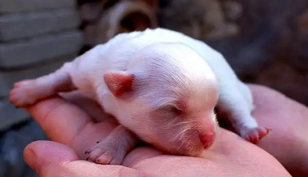 How to feed a newborn dog? Read this article to find out!