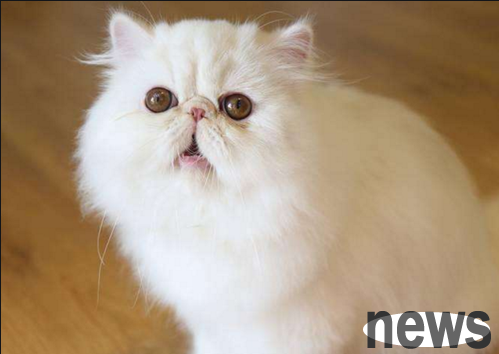 Are Garfield cat’s eyes a bit yellow | Why did the Garfield cat I bought for 2,800 yuan turn yellow...