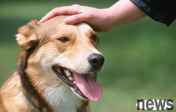 Do you know how long it takes for a dog to recognize its second owner?