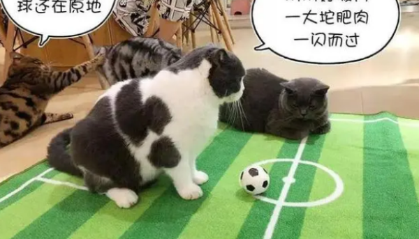 The soccer cat that became popular because of the World Cup is so voluptuous! Netizens question owner’s dyeing