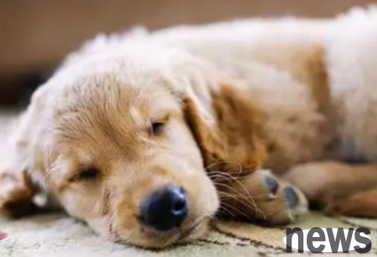 I m curious, is it normal for dogs to snore while sleeping?